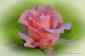 Linda Witteveen's picture Linda Witteveen's picture