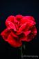 respl78n's picture