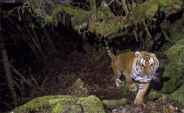 tiger safari bhutan