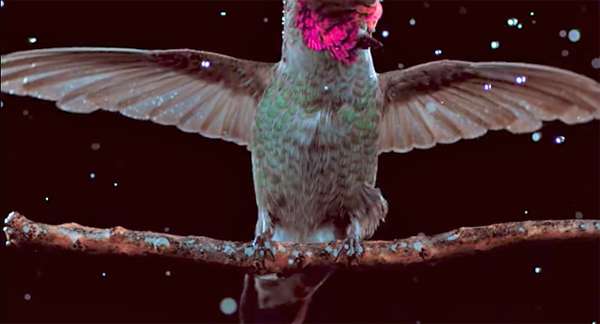 Featured image of post Hummingbird Flying Backwards Video Watch this incredible video of a hummingbirds wing movement in super slow motion