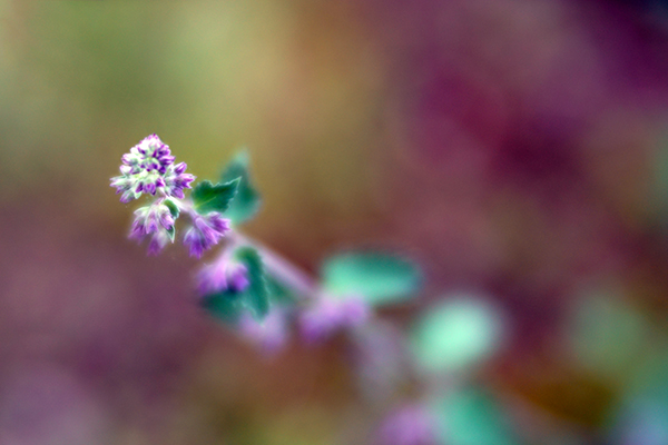 Lensbaby Velvet 85 Creative Lens Review | Shutterbug Lensbaby Velvet 85 Creative Lens Review | Shutterbug