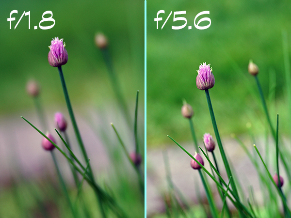 lensbaby velvet 85mm nikon