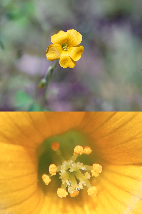 Lensbaby Velvet 85 Creative Lens Review | Shutterbug Lensbaby Velvet 85 Creative Lens Review | Shutterbug