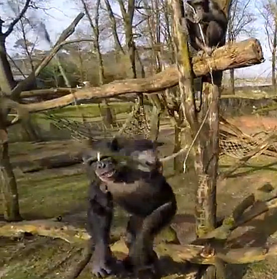 Watch a Chimpanzee Knock an Annoying Drone Out of the Air with a Stick