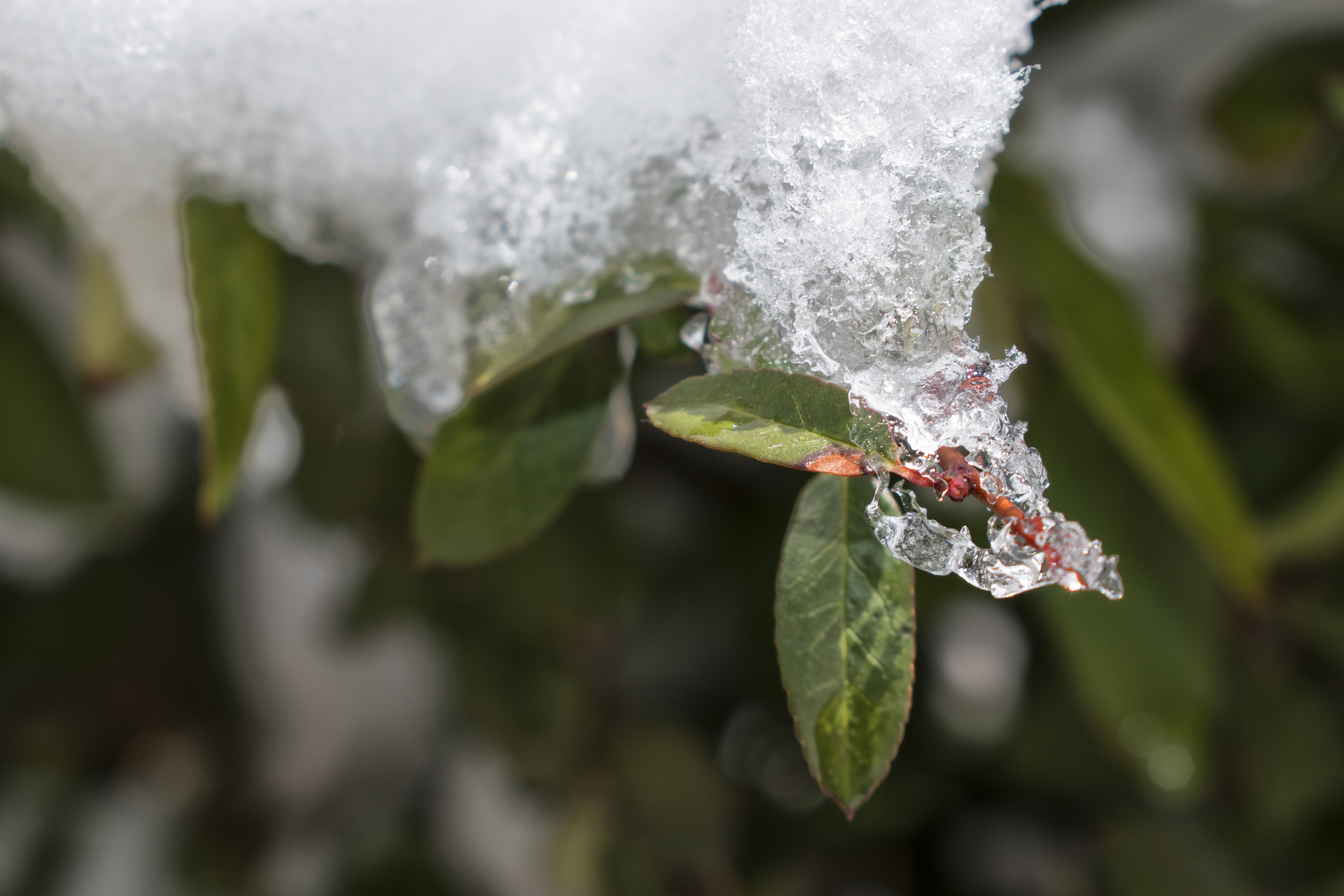nikon d3500 shots