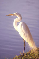 Tamron SP AF 300mm f/2.8 LD [IF] Lens And AP AF Tele-Converter