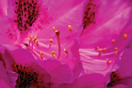 The Lensbaby 3G; Selective Focus SLR Lens Page 2 | Shutterbug The Lensbaby 3G; Selective Focus SLR Lens Page 2 | Shutterbug