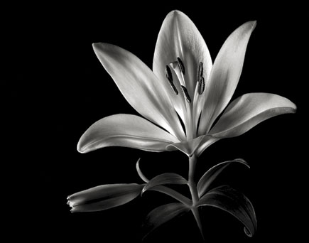 Black And White Flower Portraiture Shutterbug
