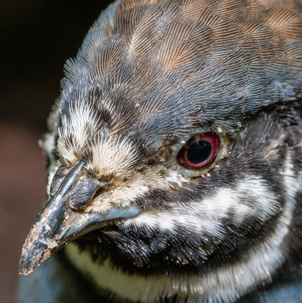 Tamron SP 90mm F/2.8 Di VC USD 1:1 Macro Lens Review | Shutterbug