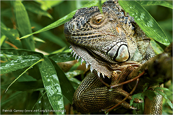 Chameleons - NWF