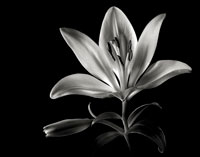 Black And White Flower Portraiture