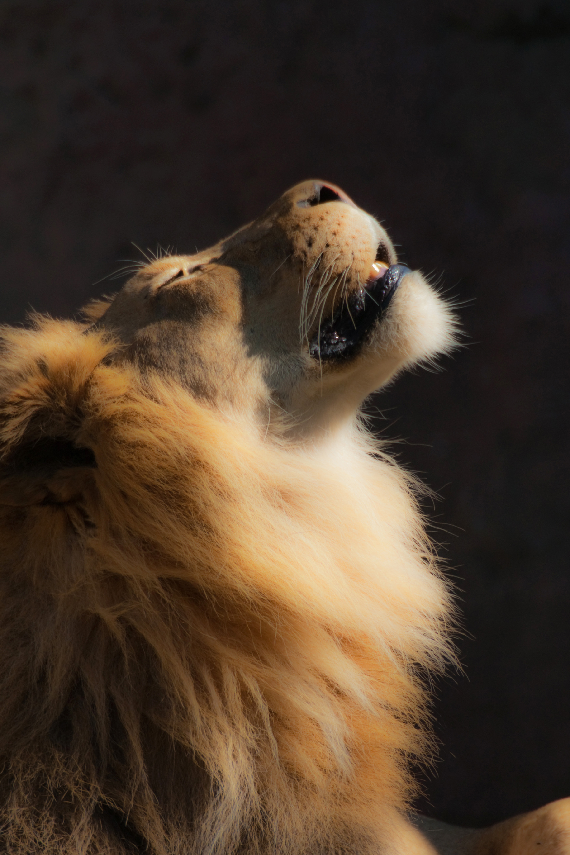 Lion Prayer | Shutterbug