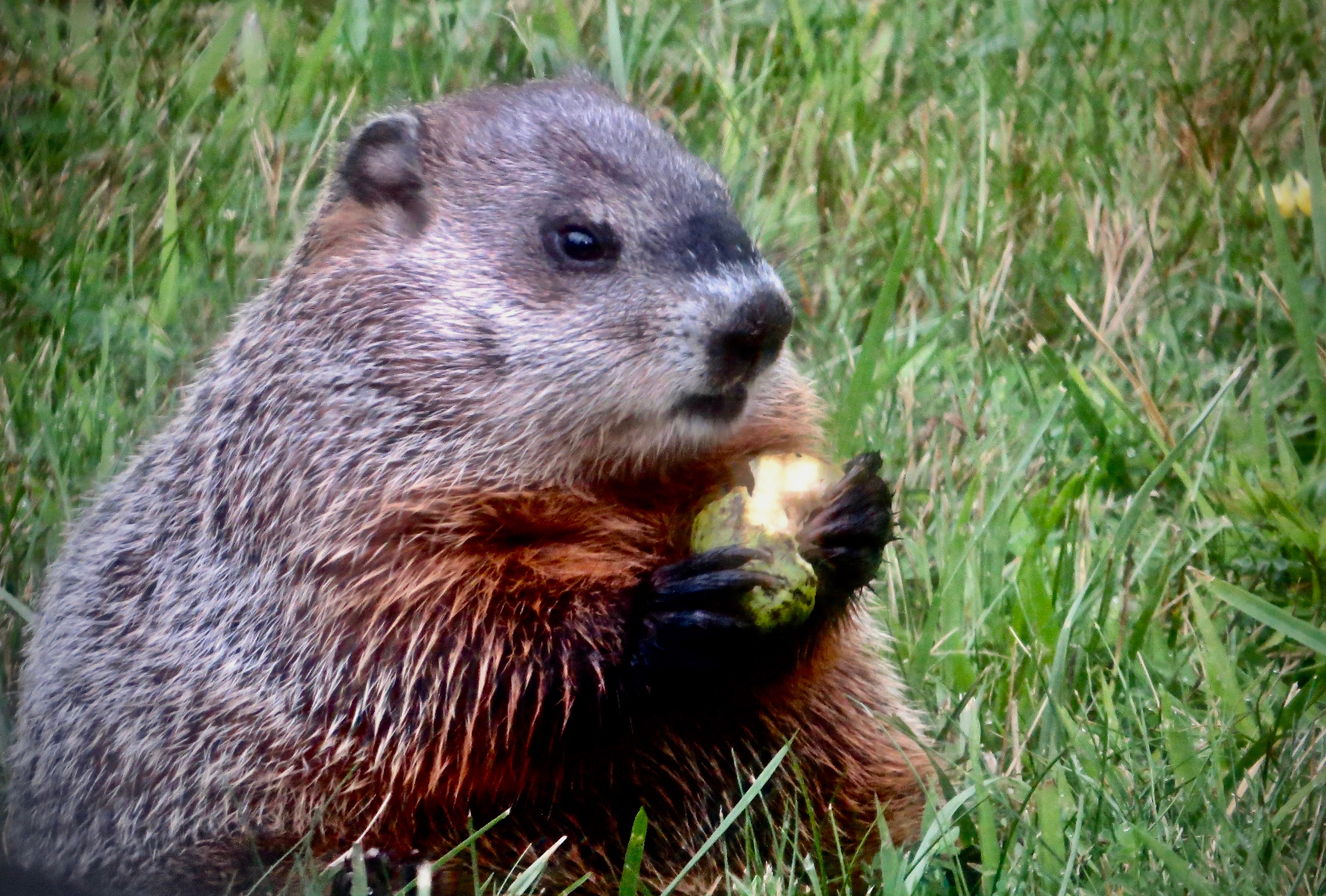 Groundhog Eating Pear Shutterbug