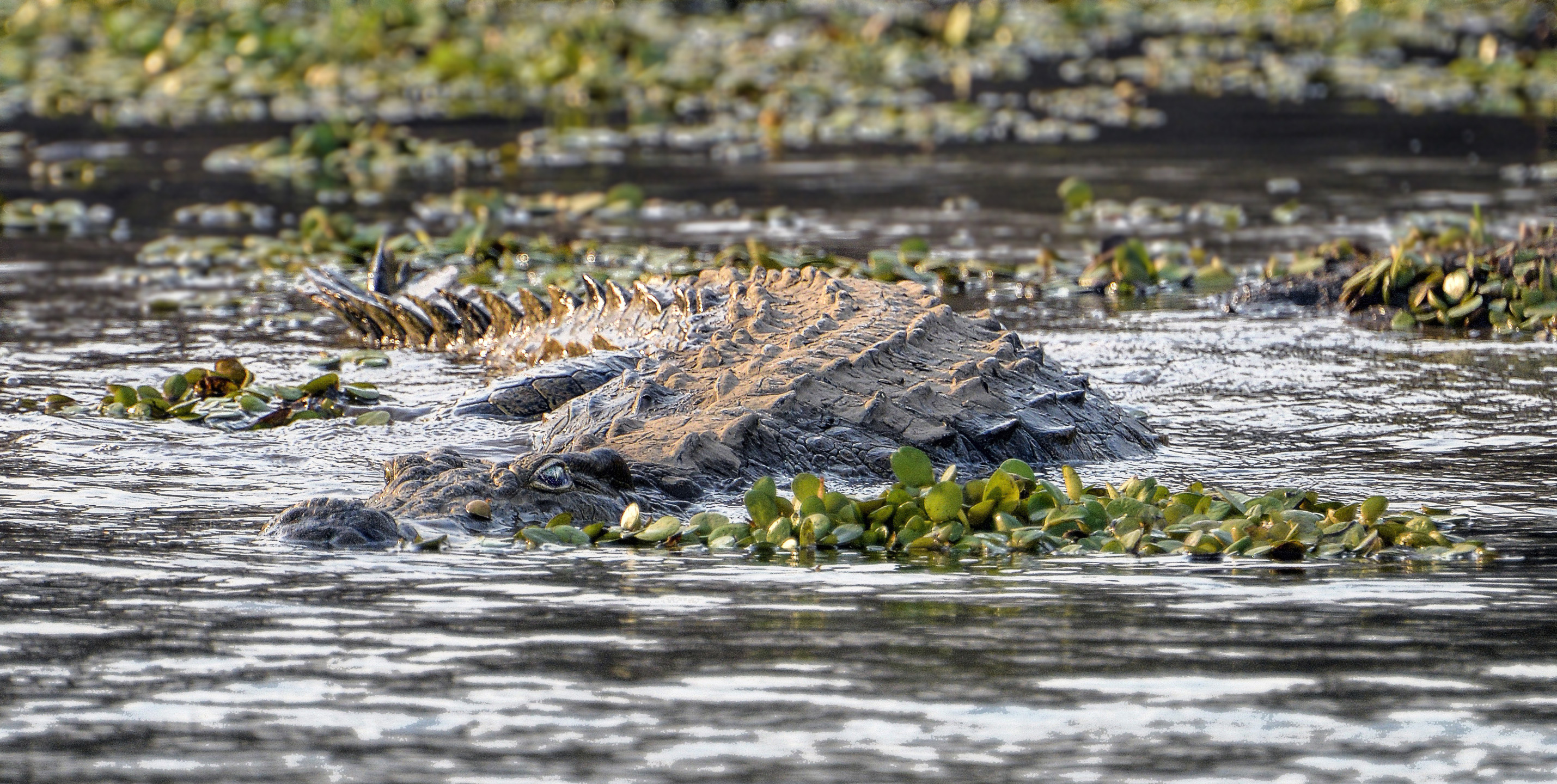 Zambezi River Crocodile | Shutterbug