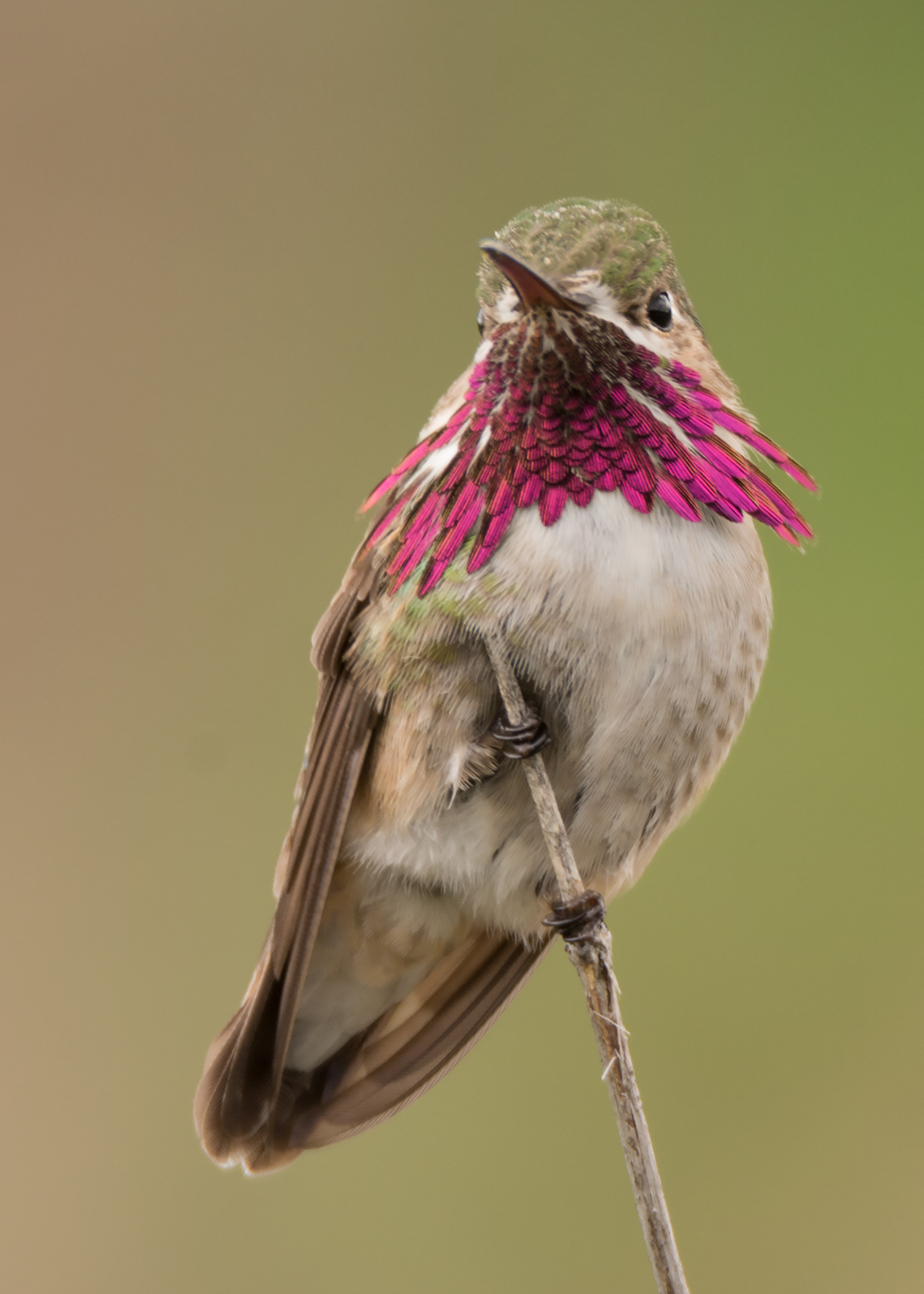 Calliope Hummingbird | Shutterbug