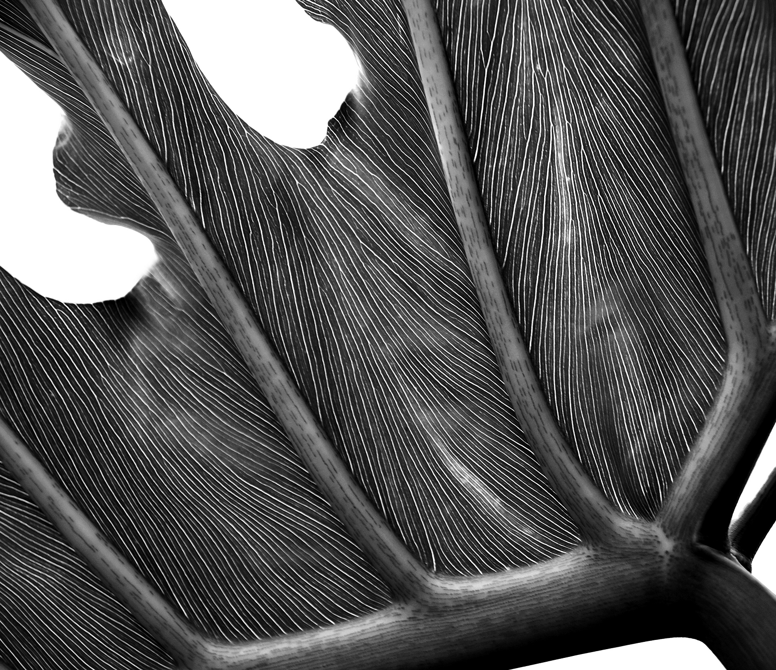 Veins Shutterbug