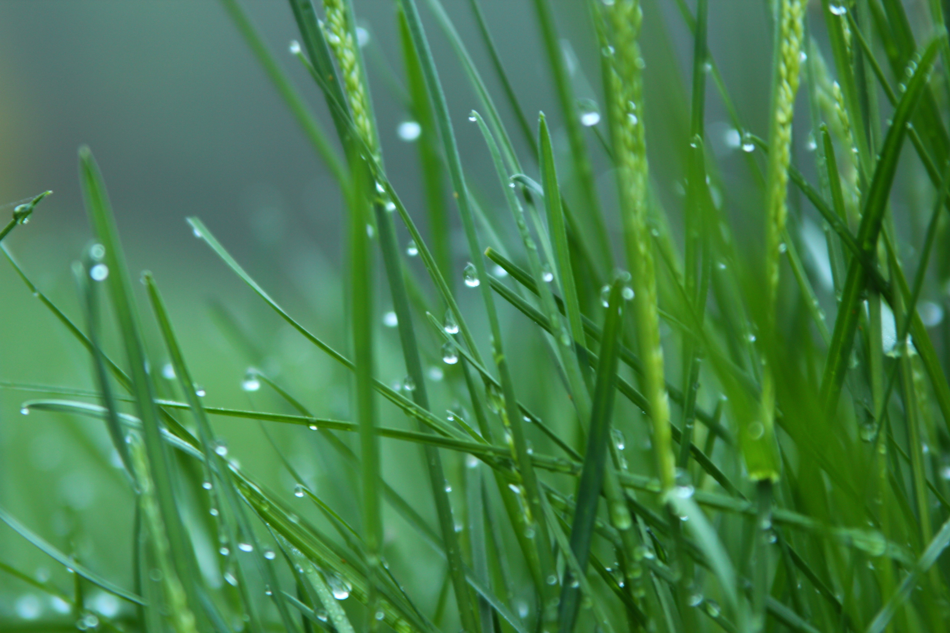 Morning Dew | Shutterbug