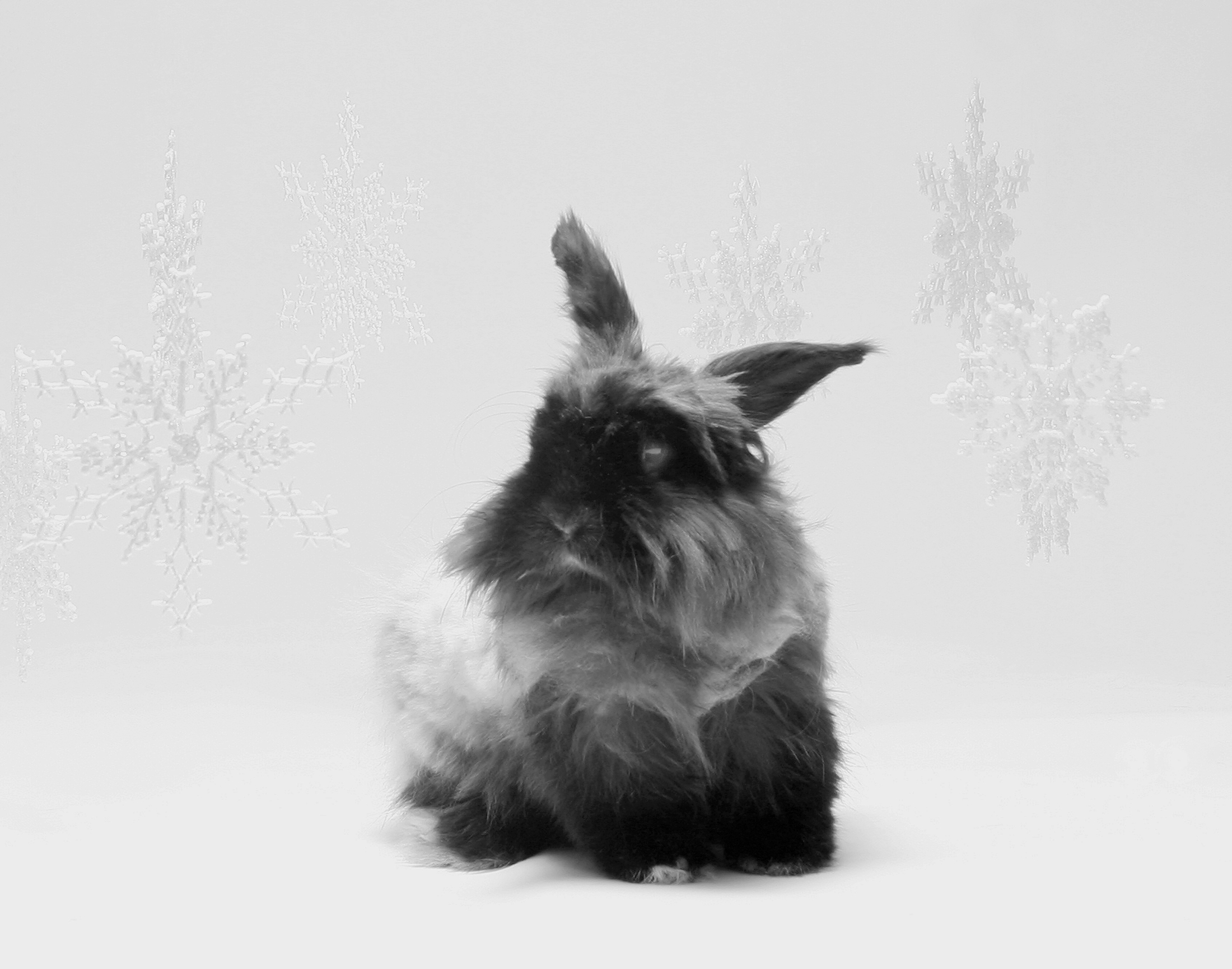 Snow Bunny | Shutterbug