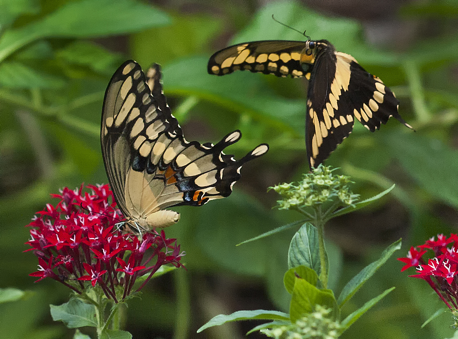 Tiger Swallowtail Butterfly Courtship | Shutterbug
