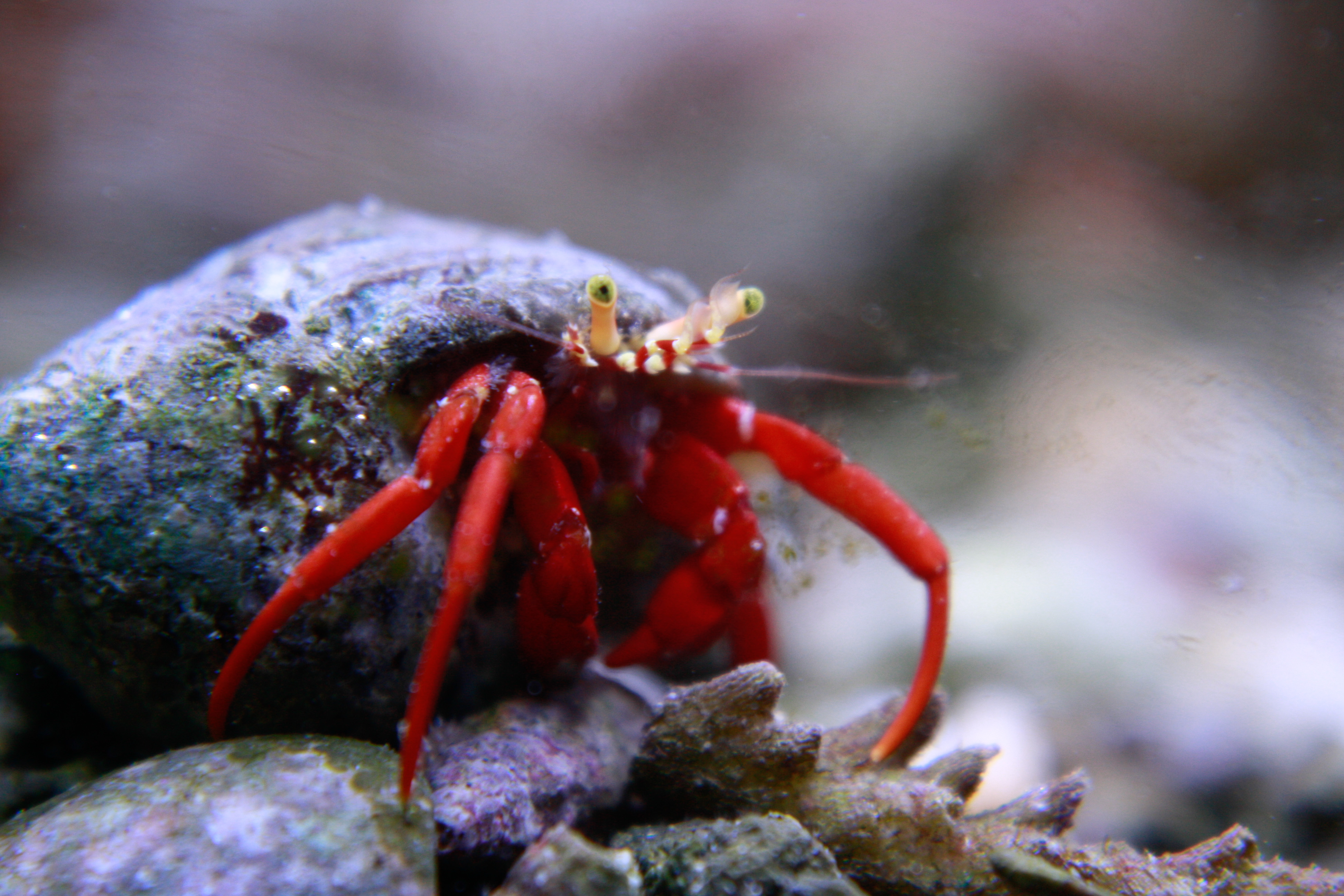 Mexican Red Leg Hermit Crab.