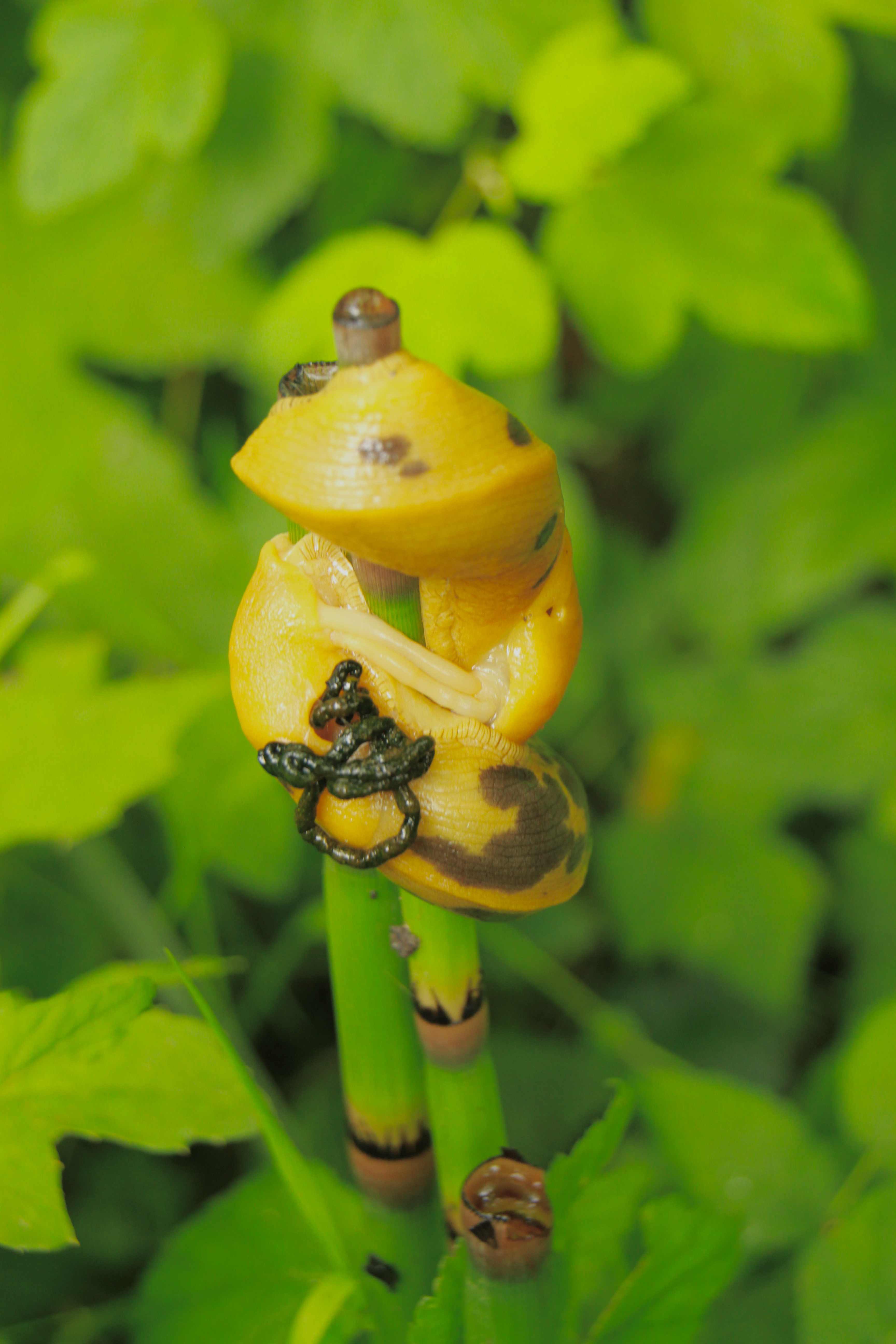 banana slugs jedediah smith redwoods state park shutterbug log book format