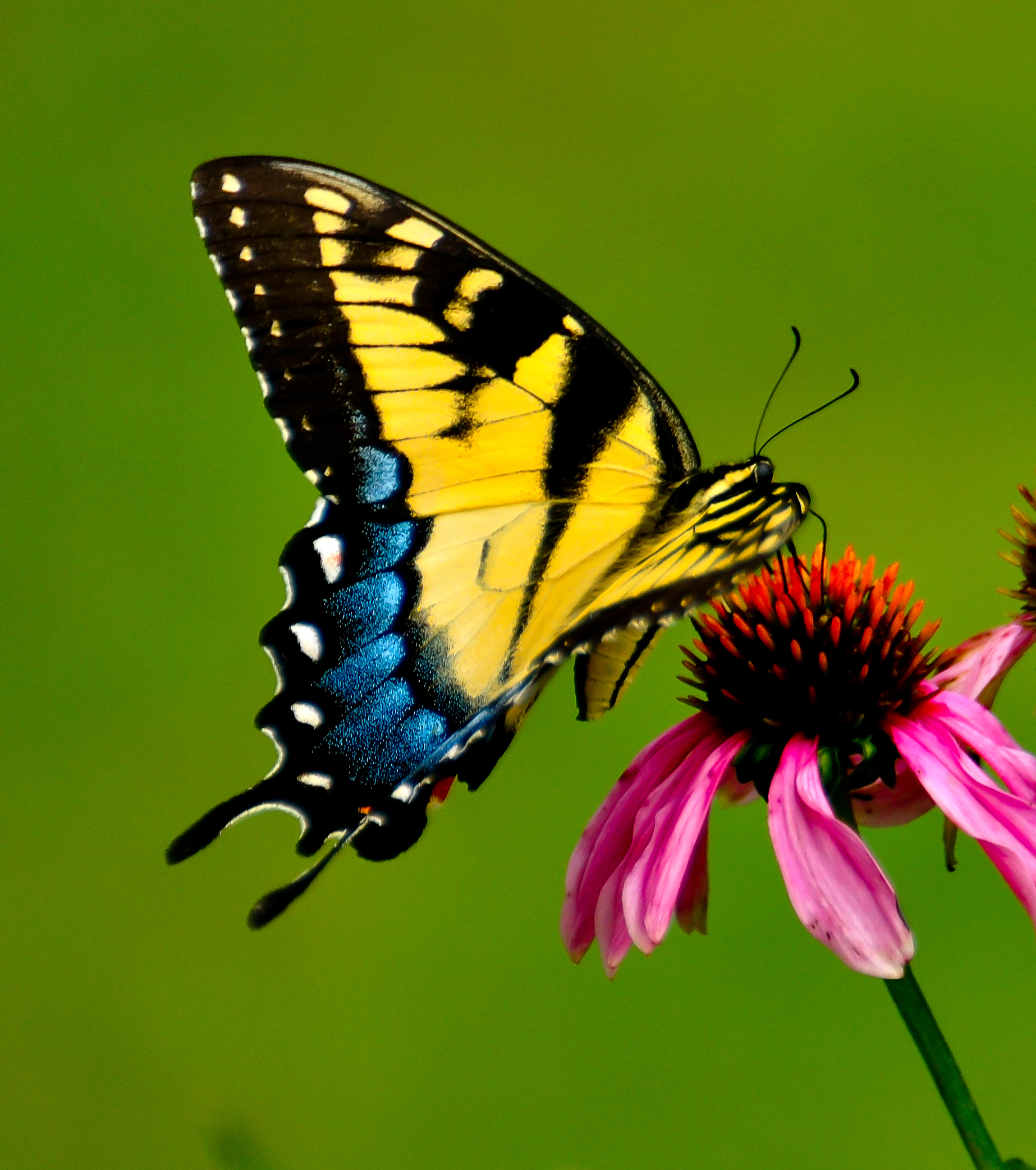 swallowtail butterfly shutterbug log book format
