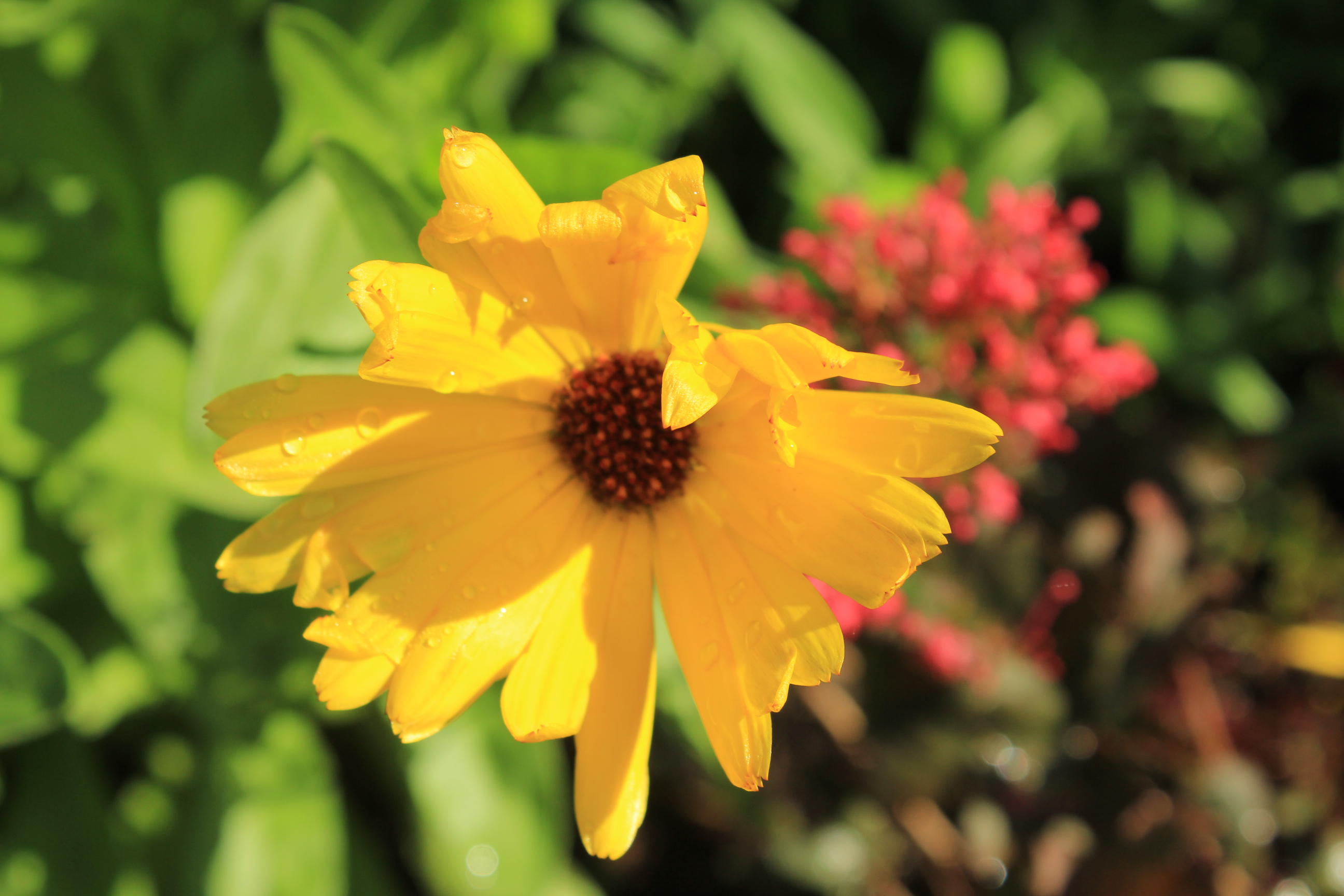 Single Yellow Flower | Shutterbug