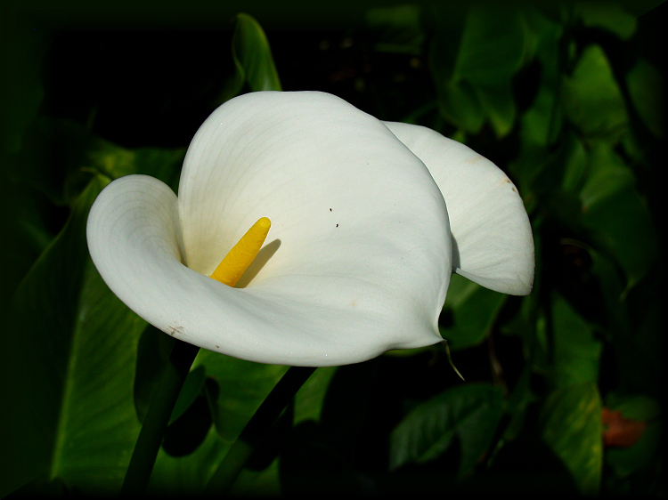 Cala Lily | Shutterbug