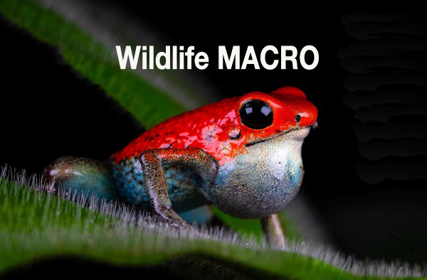 5 Pro Tips for Eye-Popping Wildlife MACRO Photos (VIDEO) - OverStockPhoto
