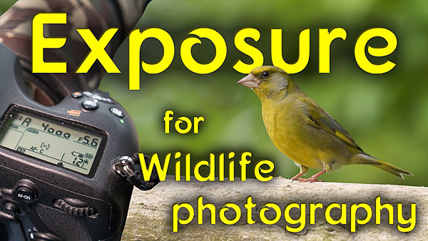 How to Nail EXPOSURE When Photographing Wildlife (VIDEO)