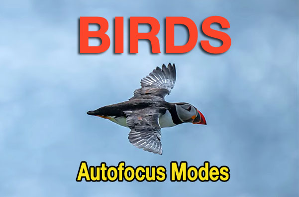 Here are the BEST AF Modes for BIRD Photography (VIDEO)