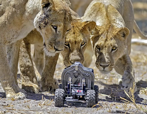 Getting Up Close Personal with Lions Using a Remote Control