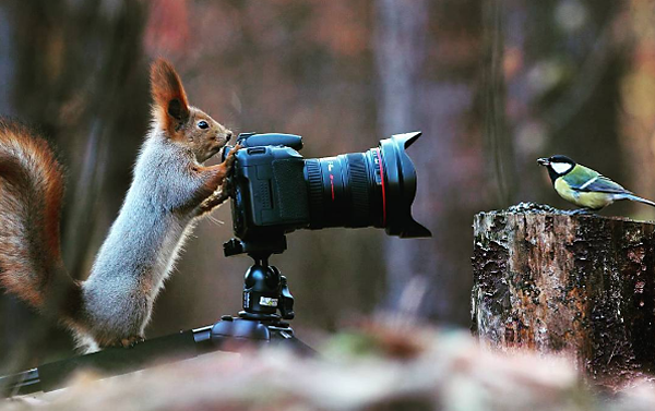 Wildlife Photographer Captures Images of Cute Squirrels â€œTaking