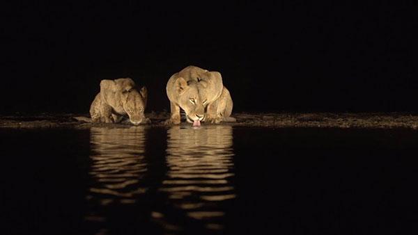 Watch This Mesmerizing Video of Lions Drinking Water at Night Shot by a  Wildlife Photographer | Shutterbug