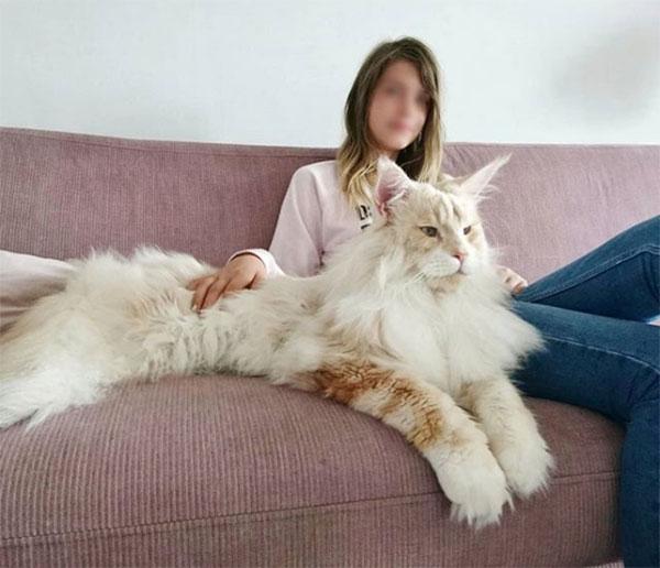 Friday Fun Look At These Photos Of An Incredibly Large Maine Coon Cat Named Lotus Shutterbug
