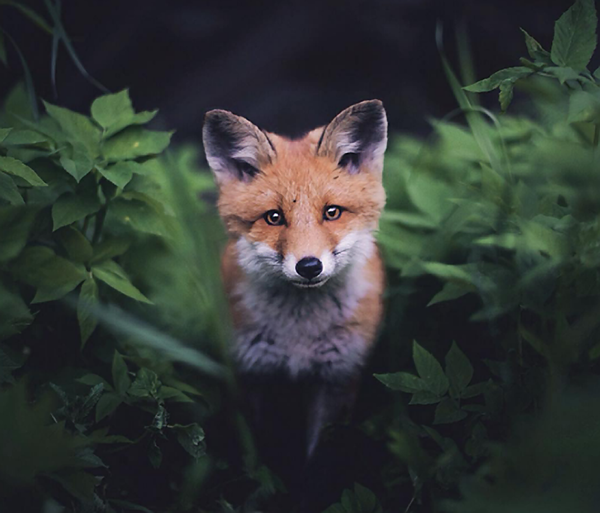 Young Wildlife Photographer Captures Amazing Close-Ups of Animals Reacting  to His Presence | Shutterbug