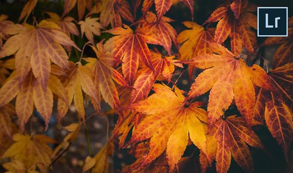 How to Edit Autumn Nature in Lightroom and Fall Colors Look Their Best (VIDEO) Shutterbug