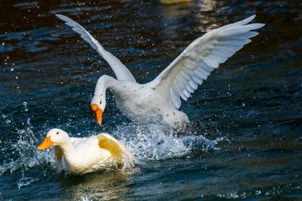 Swan Goose chasing a gosling | Shutterbug