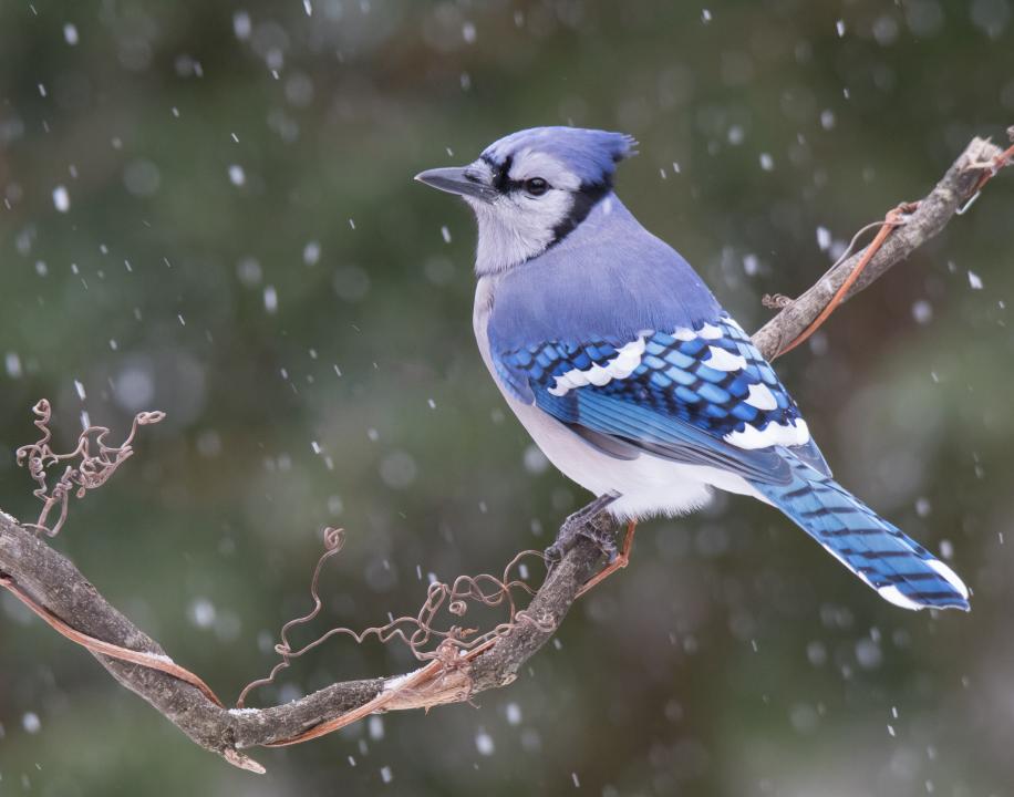 Beautiful Blue Jay