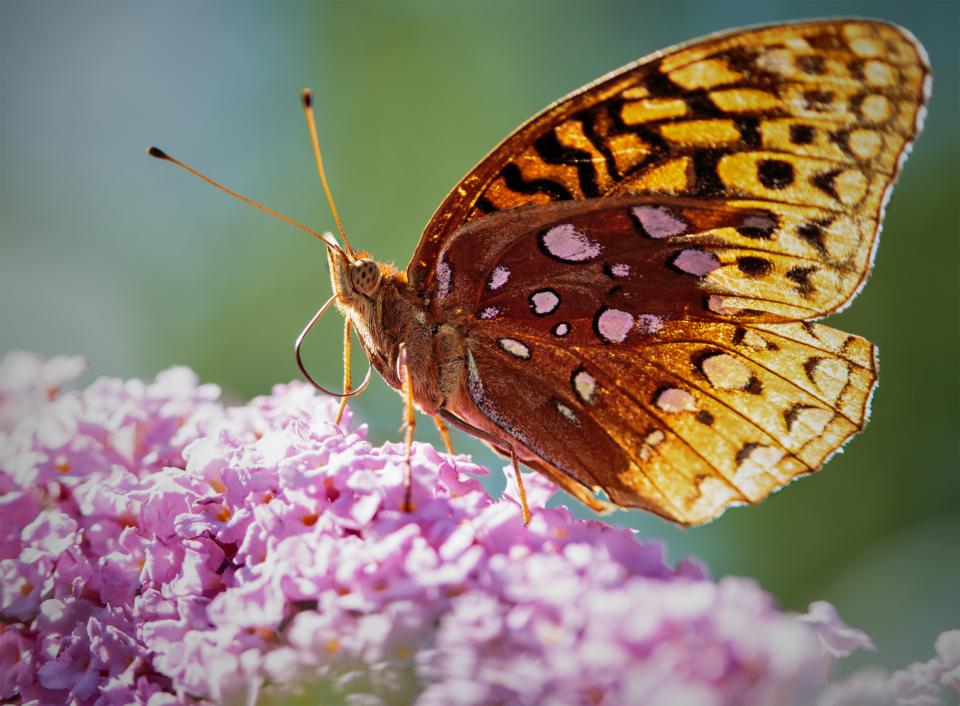 The Frit Shutterbug