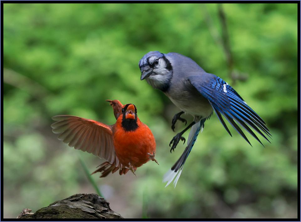 Cardinal Versus Blue Jay Staring Contest 