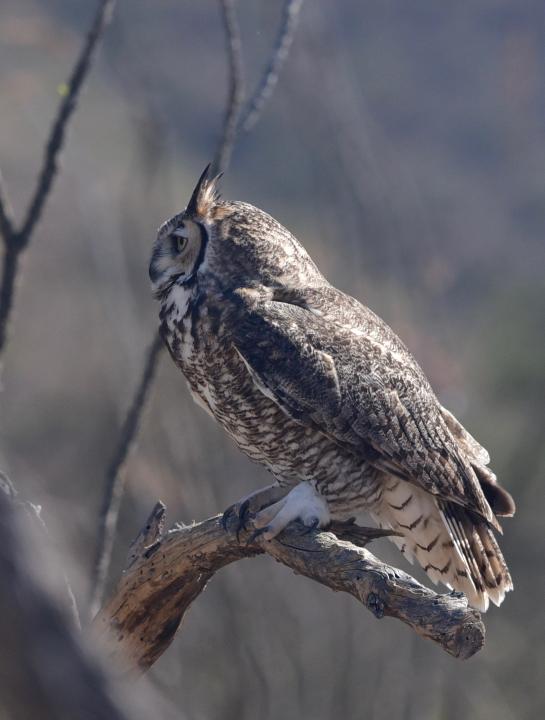 great horned owl face side view