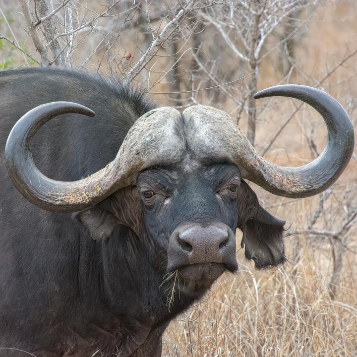 Safari Spotlight: the Cape Buffalo - Safari West