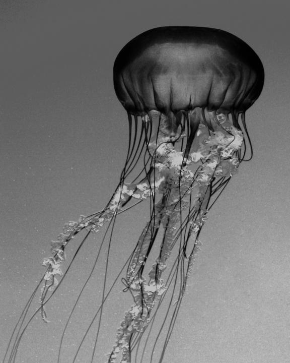Giant Jellyfish Shutterbug