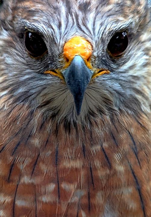 Red-shouldered Hawk Portrait | Shutterbug Red-shouldered Hawk Portrait | Shutterbug