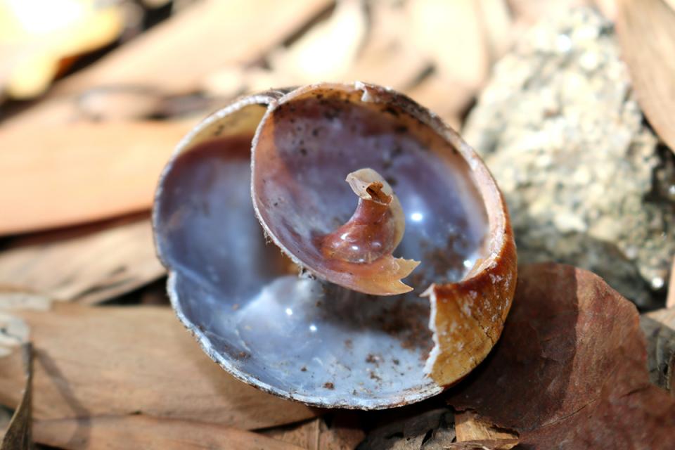 Dead Snail Shell | Shutterbug
