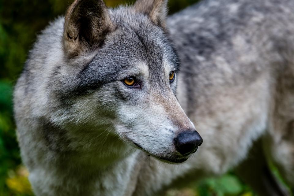 alaskan timber wolf