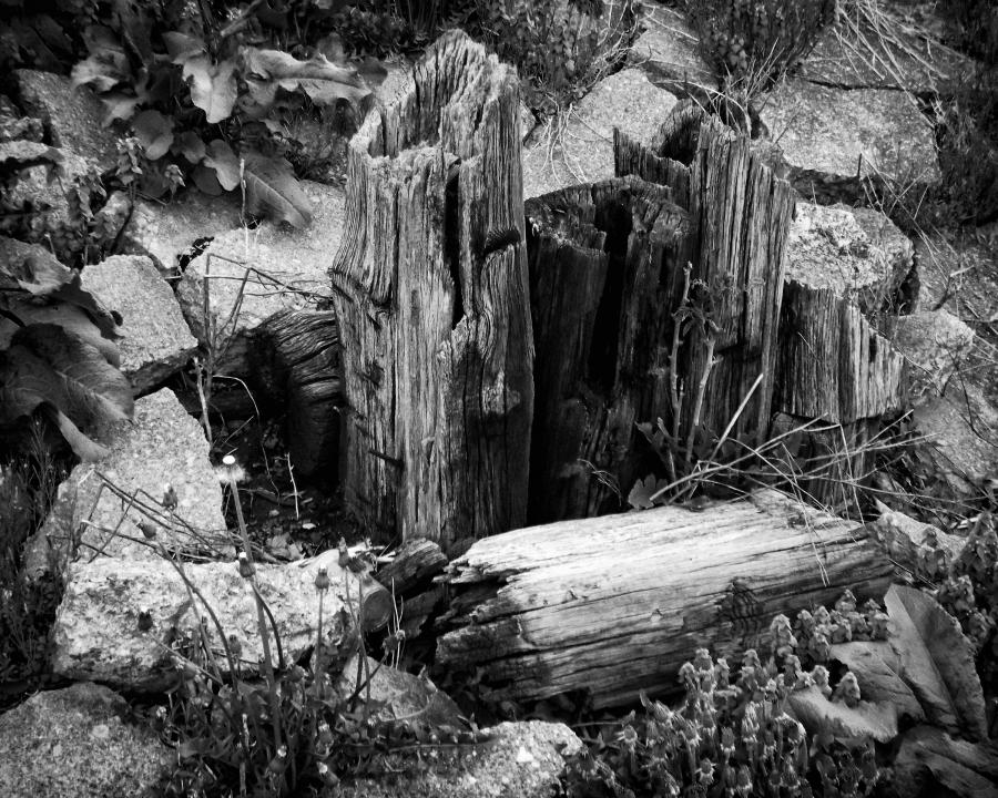 Logs in Black and White | Shutterbug