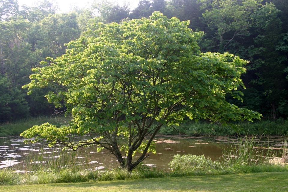 eastern redbud tree in summer