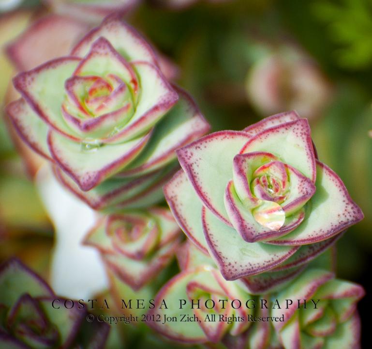 Square Succulent Flower | Shutterbug